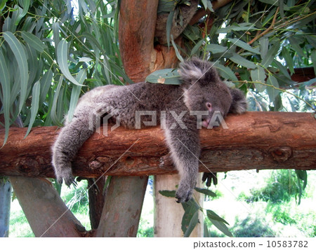 考拉 考拉 10583782