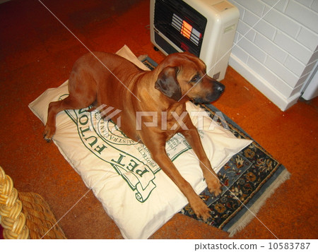 Rhodesian · Ridgeback Rhodesian · Ridgeback 10583787