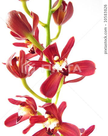 Cymbidium 10583826