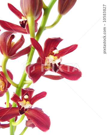 Cymbidium 10583827