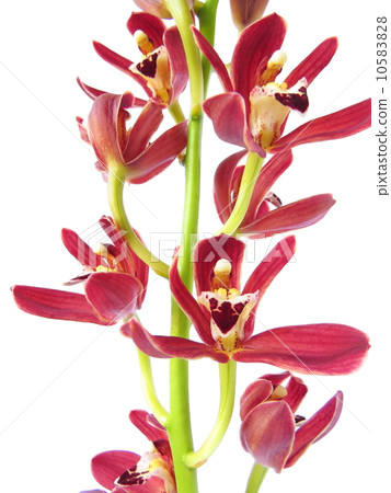 Cymbidium 10583828