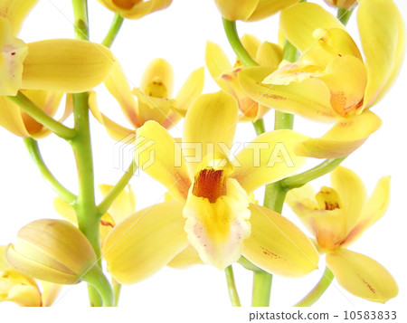 Cymbidium 10583833