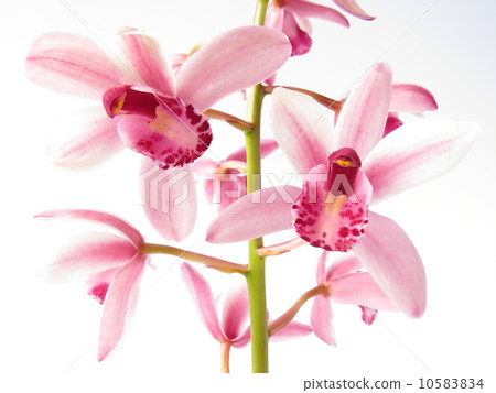 Cymbidium 10583834