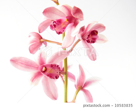 Cymbidium 10583835