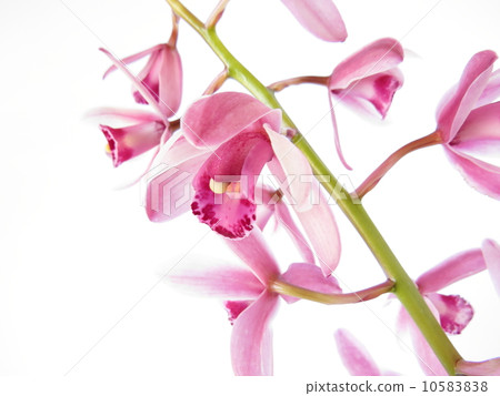Cymbidium 10583838
