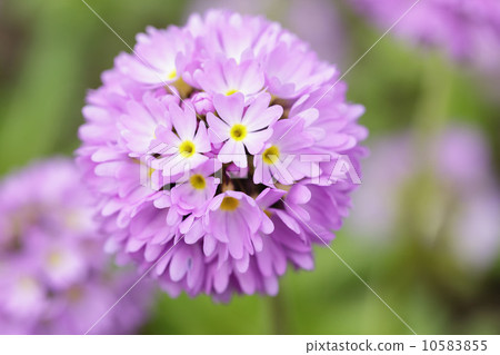 Primula denticulata blossom in the garden 10583855