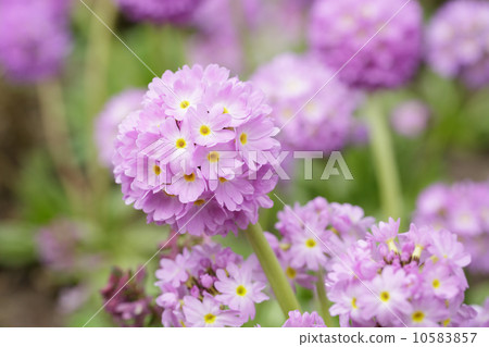 Primula denticulata blossom in the garden 10583857
