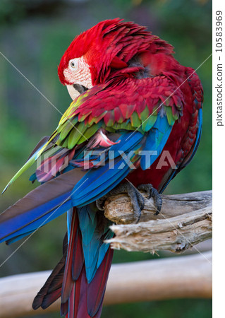 Scarlet macaw 10583969