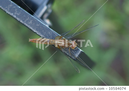 Bamboo dragonfly Amber colored fowl dragonfly female Bamboo dragonfly Amber colored fowl dragonfly female 10584074