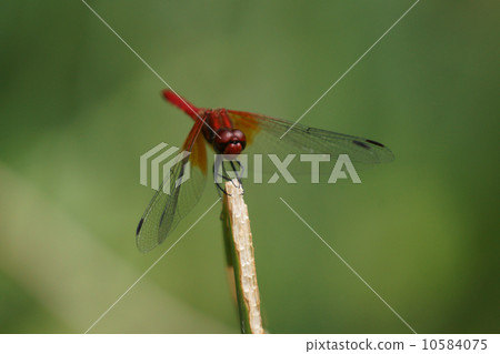 Bamboo dragonfly Red dragonfly red Crimson dragonfly male Bamboo dragonfly Red dragonfly red Crimson dragonfly male 10584075