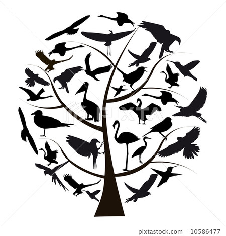 Set of different photographs of birds isolated on white backgrou Set of different photographs of birds isolated on white backgrou 10586477
