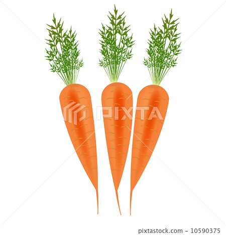 three Orange carrots vector illustration 10590375