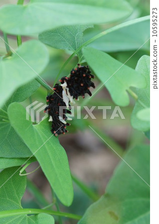 Larvae of musk Orika musk 10595273