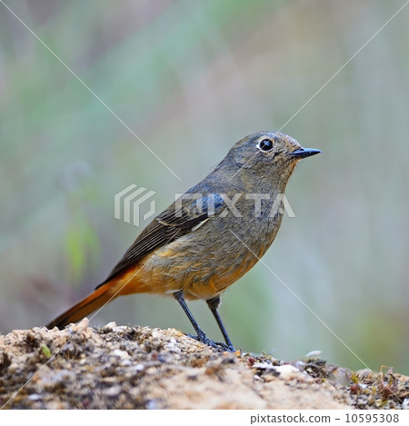 female Blue-fronted Redstart 10595308