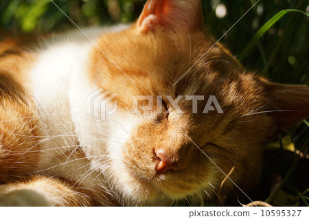 Sleeping tea cat Sleeping tea cat 10595327