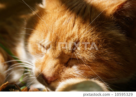 Sleeping tea cat Sleeping tea cat 10595329