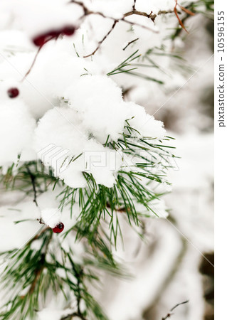 winter forest winter forest 10596155