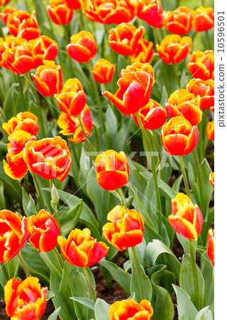 spring garden spring garden 10596501