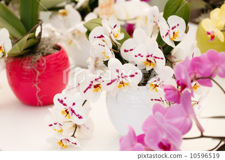 beautiful orchid 10596519