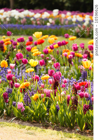 spring garden 10596626