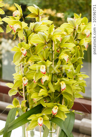 beautiful orchid 10596751