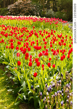 spring garden 10596809