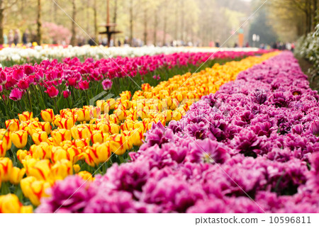 spring garden 10596811