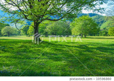 Grazing of fresh green plateau Grazing of fresh green plateau 10596860