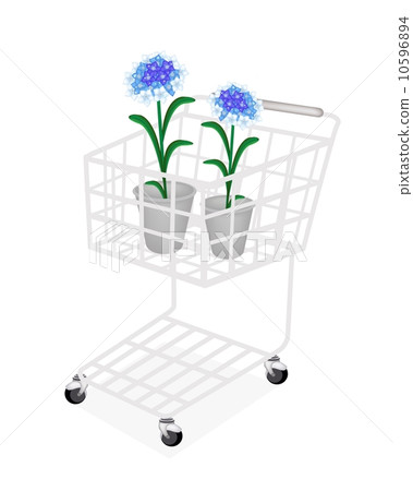 Forget Me Not in A Flower Pot Forget Me Not in A Flower Pot 10596894