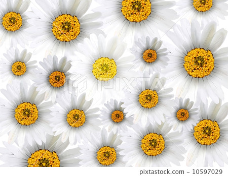 Fresh Chamomile Flowers in Full Blossom Background 10597029