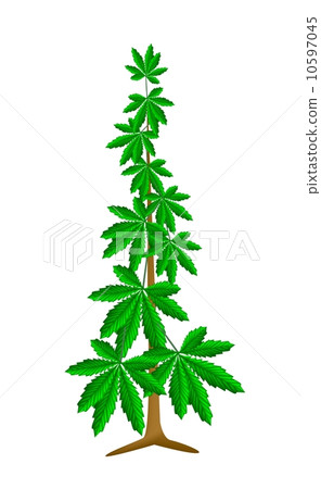 Cannabis or Marijuana Plant on White Background 10597045