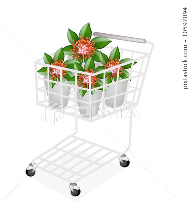 Fresh Red Ixora Flowers in A Shopping Cart Fresh Red Ixora Flowers in A Shopping Cart 10597094