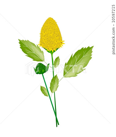 Fresh Paracress Plant on A White Background Fresh Paracress Plant on A White Background 10597215