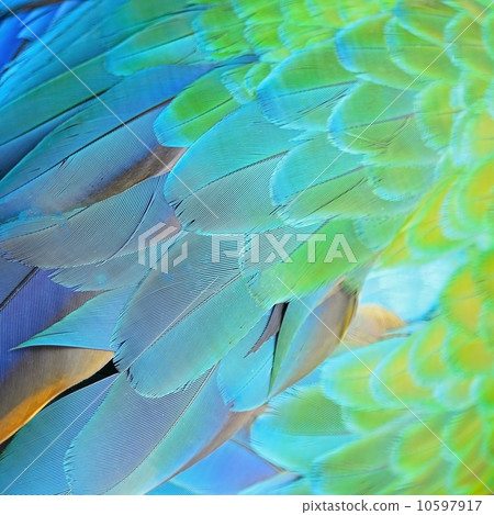 Harlequin Macaw feathers Harlequin Macaw feathers 10597917