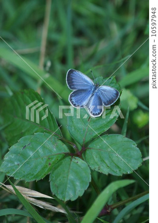 Yamato small ashes and butterflies rest on the leaves Yamato small ashes and butterflies rest on the leaves 10597948