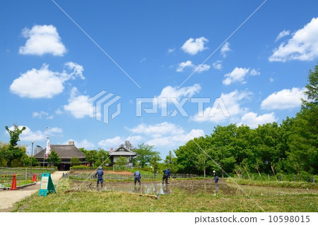 水稻種植前的褶皺 10598015