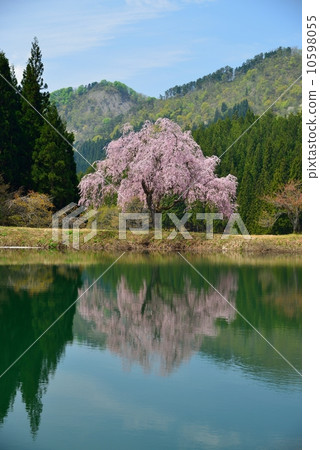 One Tanoya's cherry tree 01 One Tanoya's cherry tree 01 10598055