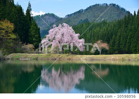 One Tanoya's cherry tree 02 One Tanoya's cherry tree 02 10598056