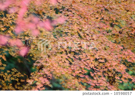 [Autumn leaf hunting] 10598057