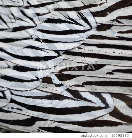 Silver Pheasant feathers 10598183