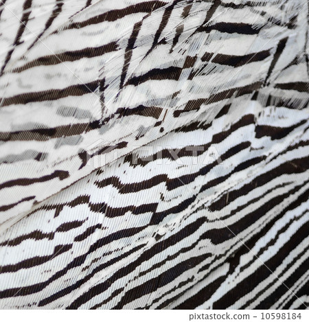 Silver Pheasant feathers Silver Pheasant feathers 10598184