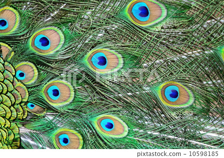 male Green Peacock feathers 10598185