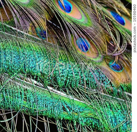 male Green Peacock feathers 10598460