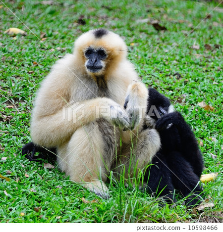 White-cheeked Gibbon 10598466