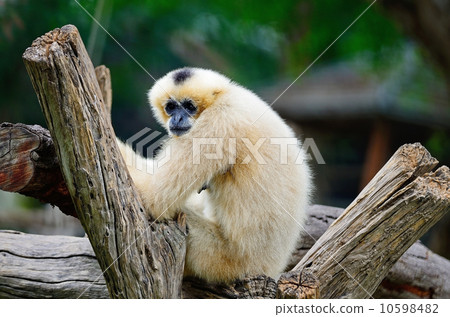 White-cheeked Gibbon 10598482