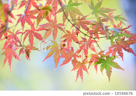 Autumn leaves (maple) 10598676