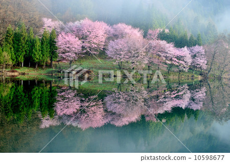 Cherry blossoms at Nakanishi 10598677