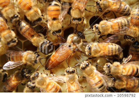 皇家宮廷 皇家宮廷 10598792