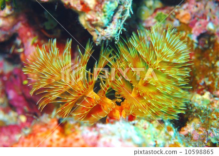 大旋鰓蟲 10598865