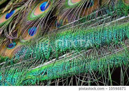 male Green Peacock feathers male Green Peacock feathers 10598871